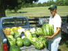 Mike Ross & watermelons 07Cedarock 12.jpg (71263 bytes)