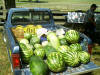 Mike Ross & watermelons 07Cedarock 16.jpg (77758 bytes)