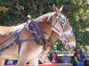 mule day 2006.jpg (161064 bytes)